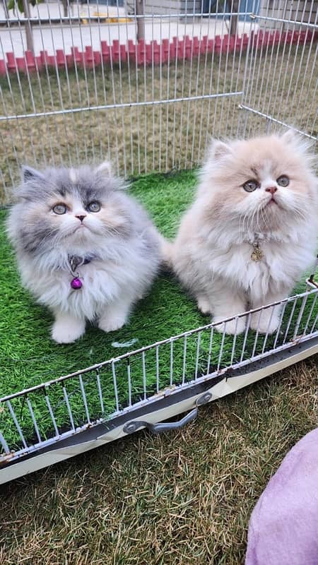 Tripple Coat Persian Kittens for Sale. 10