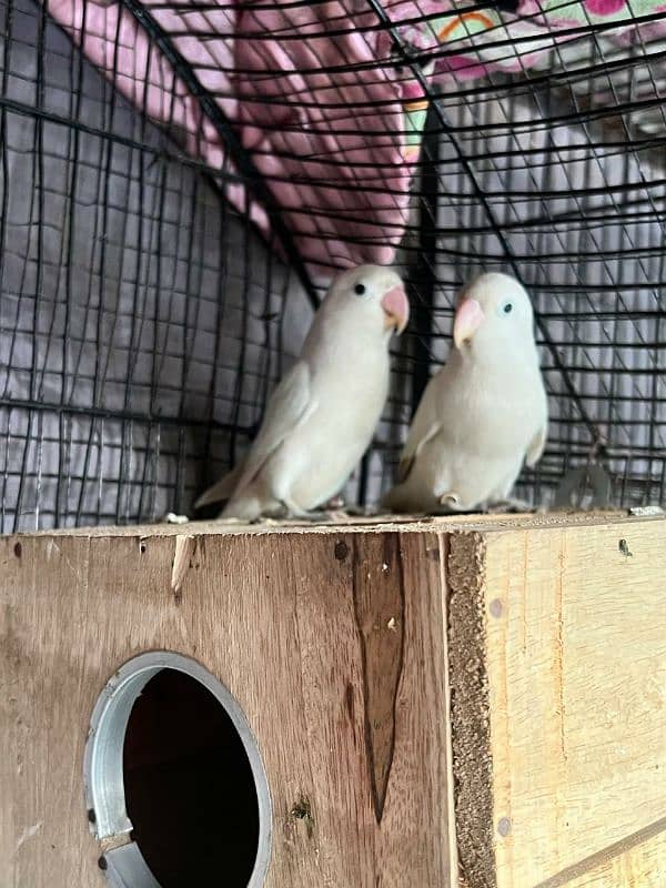 2 pair albino spilit love bird bereeder egg lay kia huwa ha for salr 0