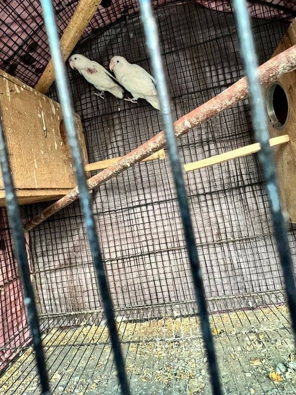 2 pair albino spilit love bird bereeder egg lay kia huwa ha for salr 1