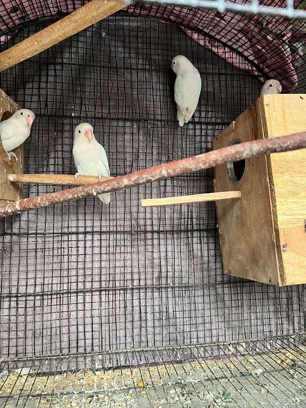 2 pair albino spilit love bird bereeder egg lay kia huwa ha for salr 2