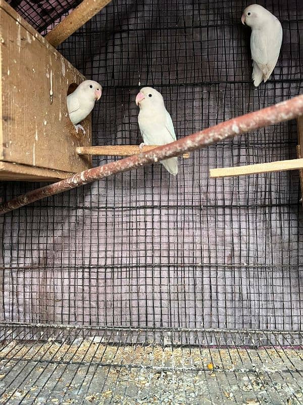 2 pair albino spilit love bird bereeder egg lay kia huwa ha for salr 3