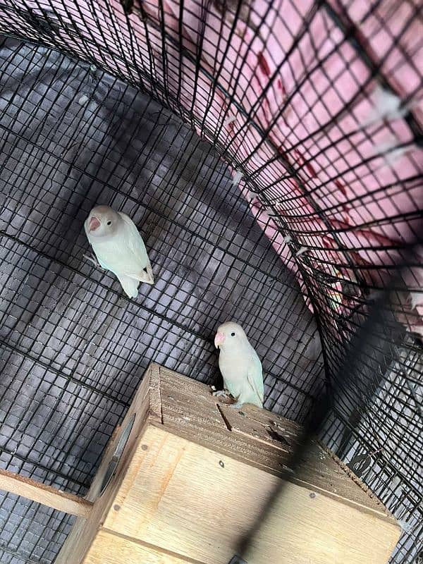 2 pair albino spilit love bird bereeder egg lay kia huwa ha for salr 4