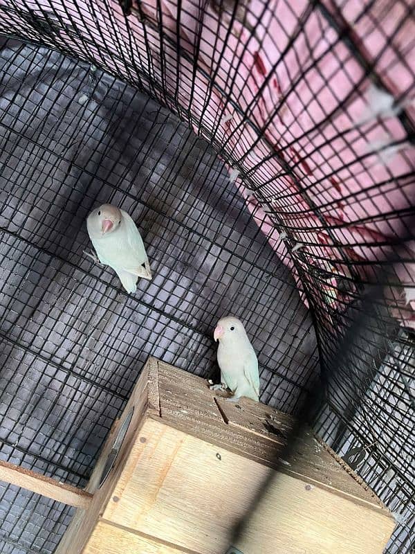 2 pair albino spilit love bird bereeder egg lay kia huwa ha for salr 5