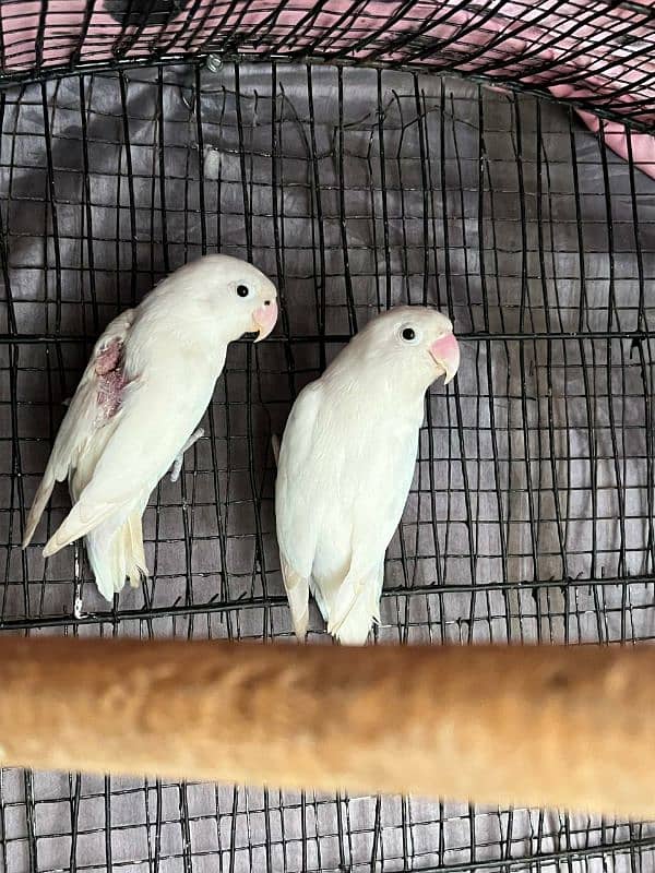 2 pair albino spilit love bird bereeder egg lay kia huwa ha for salr 6