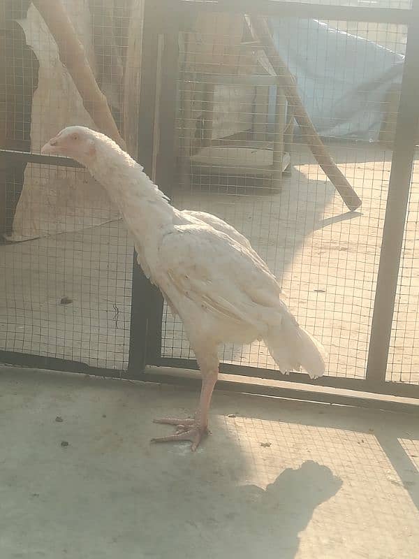 heera pathi ready for breeding age 9 months for sale 4