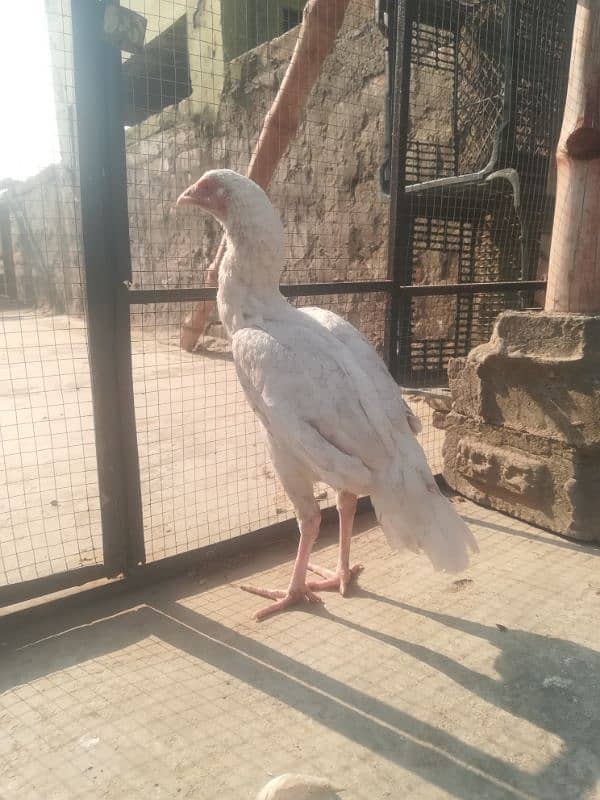 heera pathi ready for breeding age 9 months for sale 5