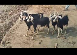 makri goats