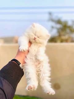 quality Persian panch face cate & kittan male female both available h