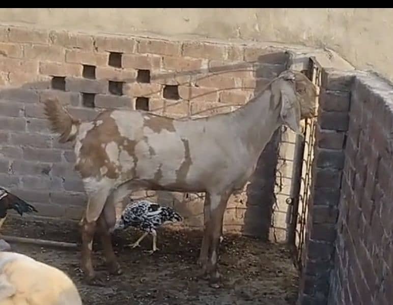 Pure Ambarseri Sheeri Bakri 03075039815 0