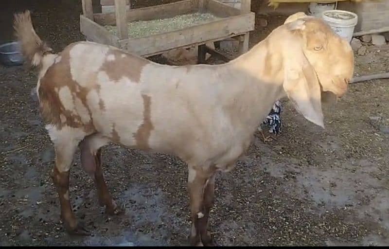 Pure Ambarseri Sheeri Bakri 03075039815 3