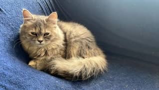 Persian Cat male and female for sale