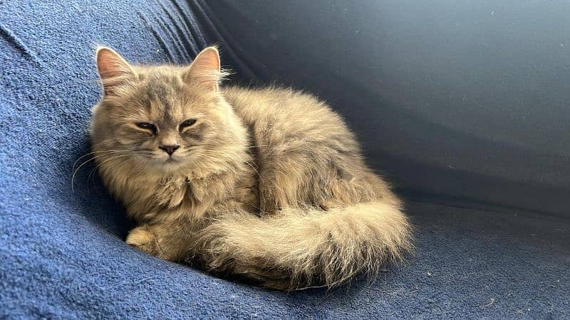 Persian Cat male and female for sale 1