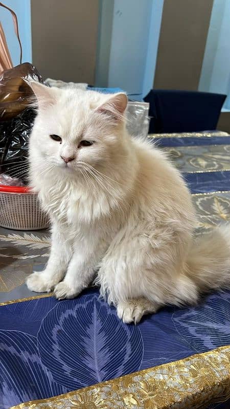 Persian Cat male and female for sale 2