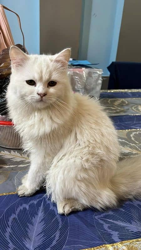 Persian Cat male and female for sale 3