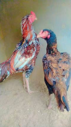 aseel pair for sale