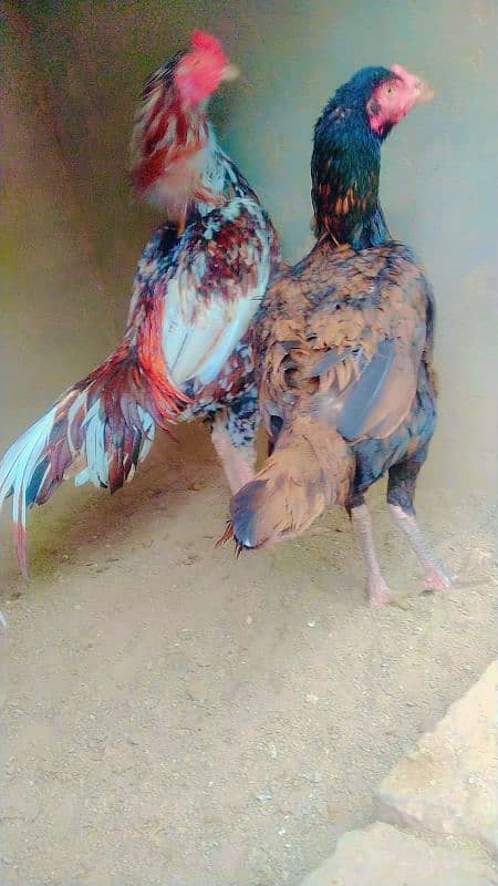 aseel pair for sale 4