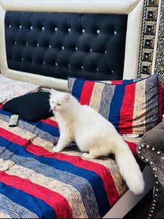 Persian cat for sale healthy and active