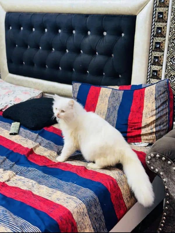 Persian cat for sale healthy and active 0