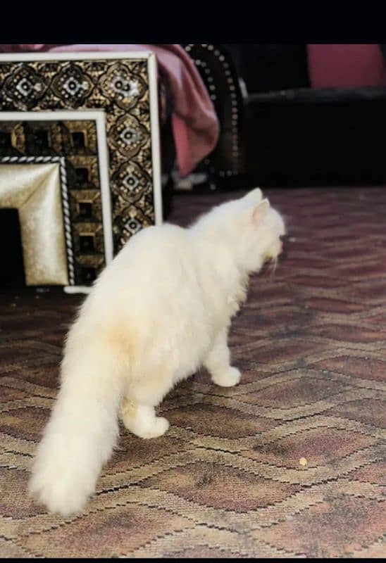 Persian cat for sale healthy and active 2