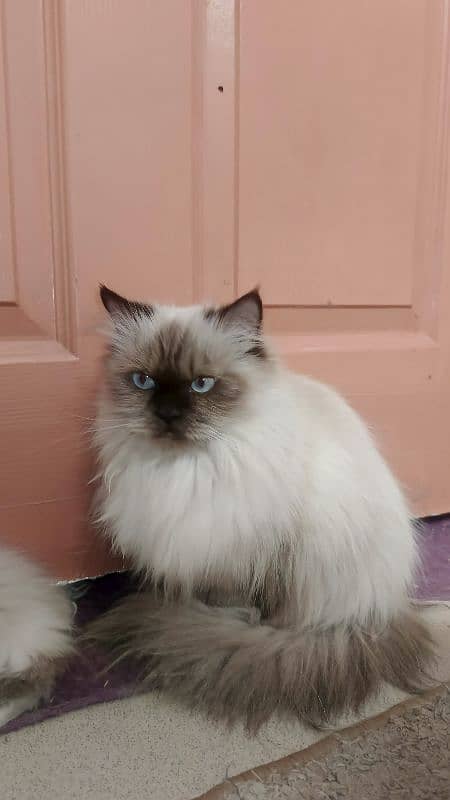 persian cat. . 0