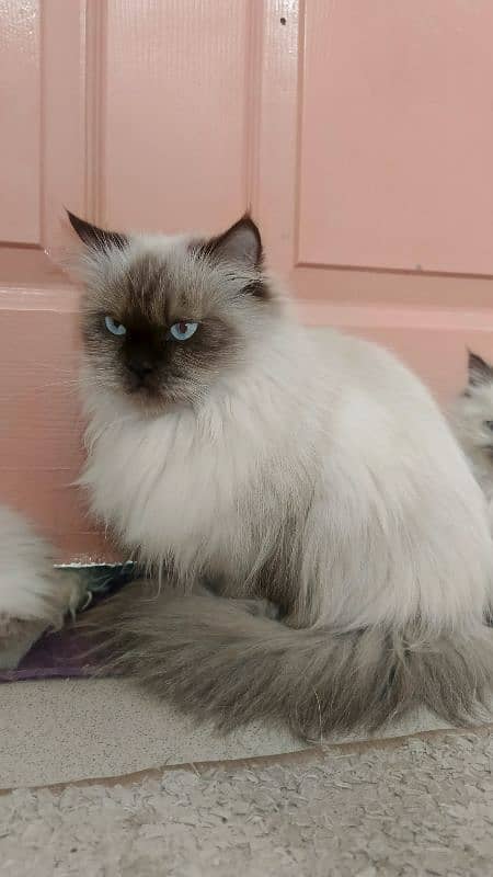 persian cat. . 1