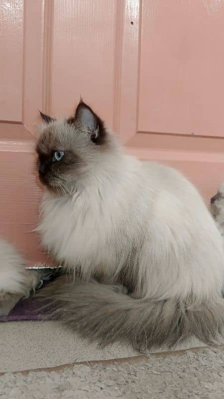 persian cat. . 2