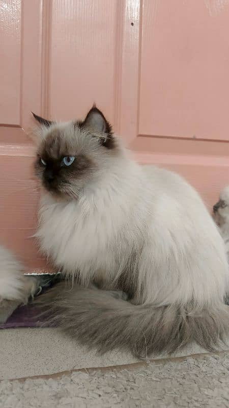 persian cat. . 3