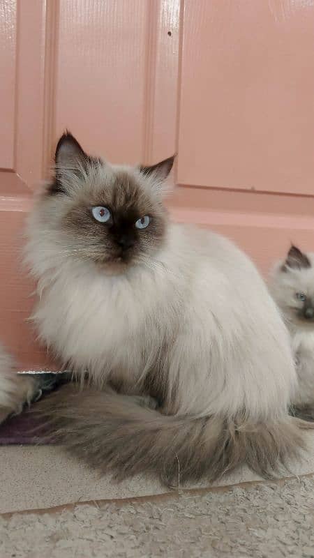 persian cat. . 4