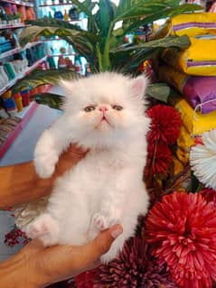 Persian kittens/long coat kittens /kitties/cat baby