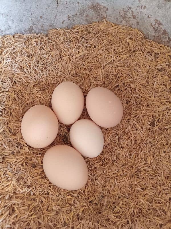 Fresh desi eggs for sale 0