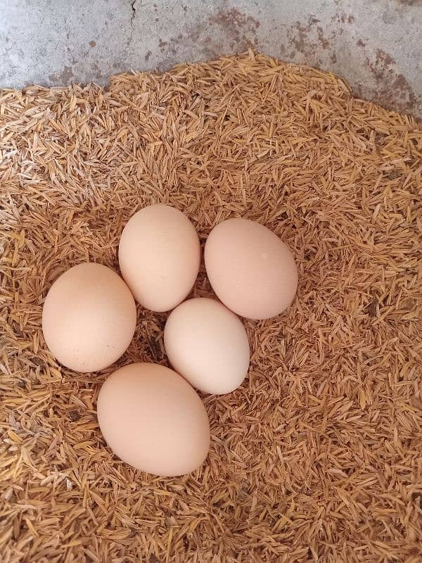 Fresh desi eggs for sale 1