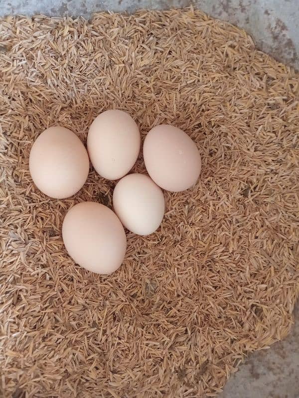 Fresh desi eggs for sale 2