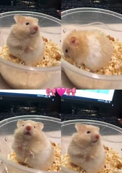 hamster