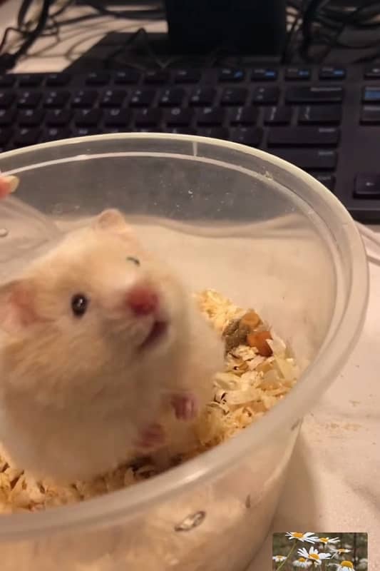 hamster 1