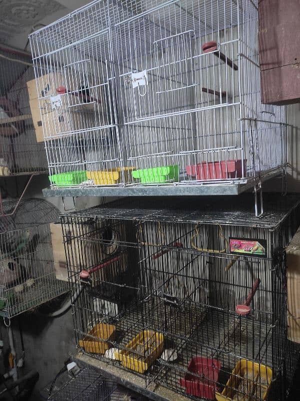 brids cage 0