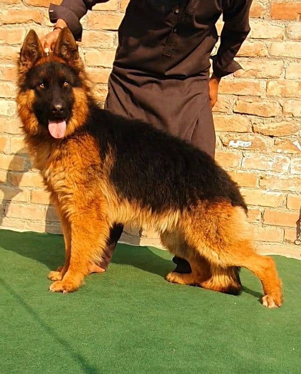 German Shepherd proper long coat male big heavy bones structure ready 0