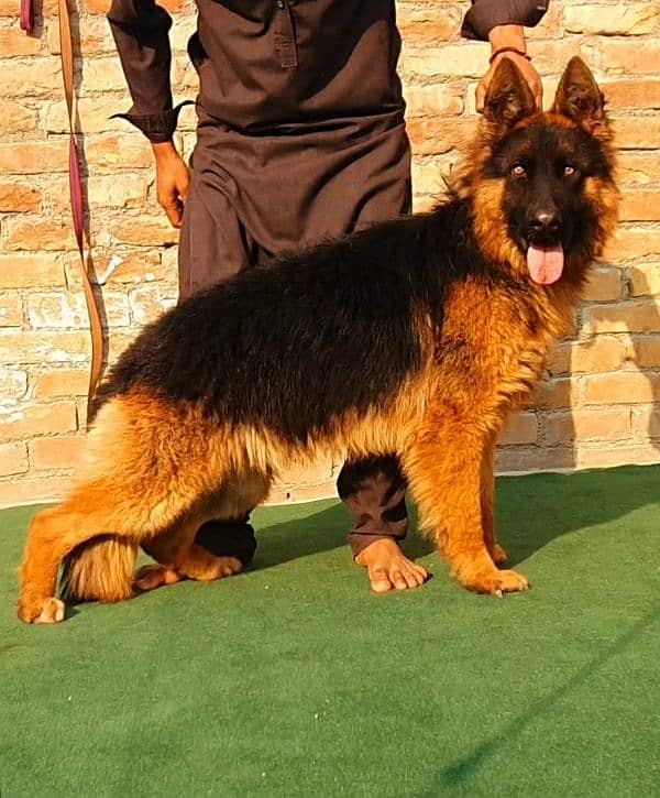 German Shepherd proper long coat male big heavy bones structure ready 1