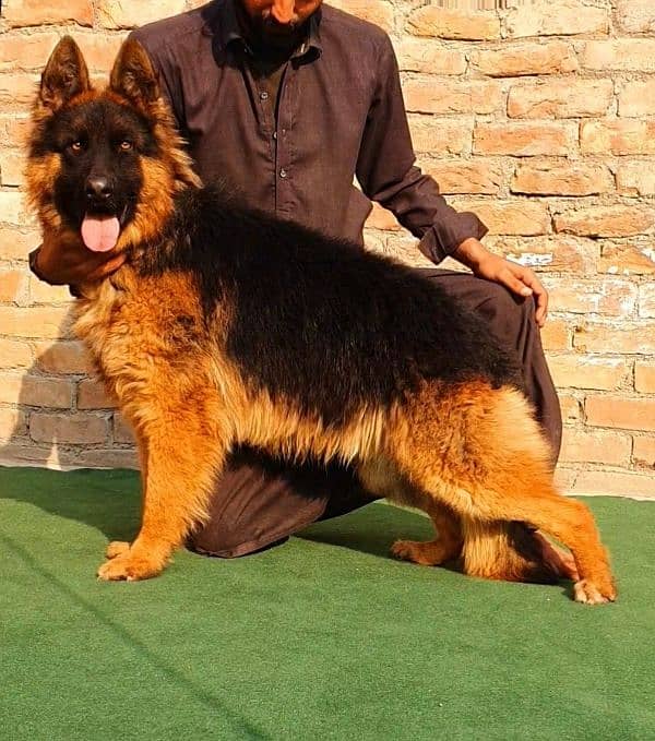 German Shepherd proper long coat male big heavy bones structure ready 2