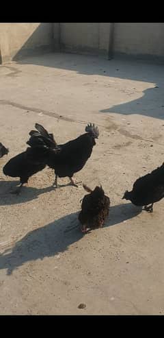 ayam cemani grey tongue available pr piece 5000