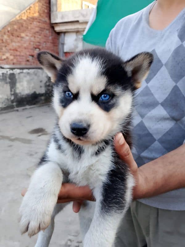 husky 3