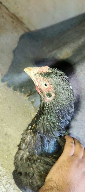 kurrak Maadi Available For sale Hen Murgi 1