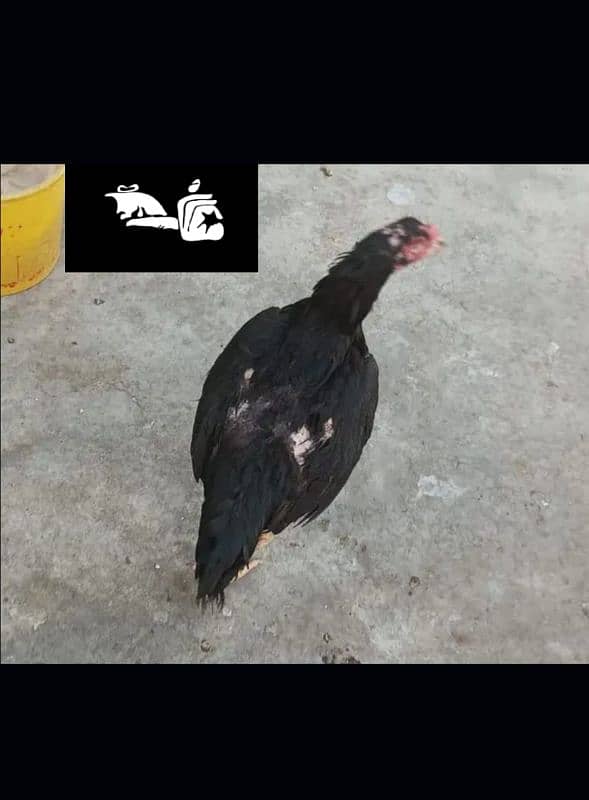 kurrak Maadi Available For sale Hen Murgi 6