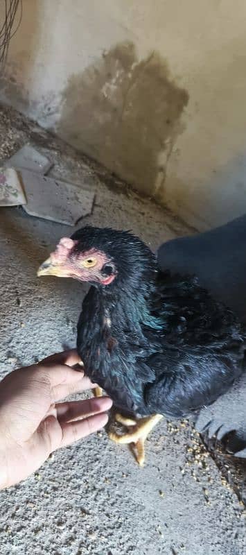 kurrak Maadi Available For sale Hen Murgi 12