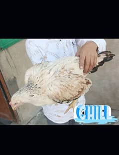 Aseel Maadi Available For sale Hen Murgi