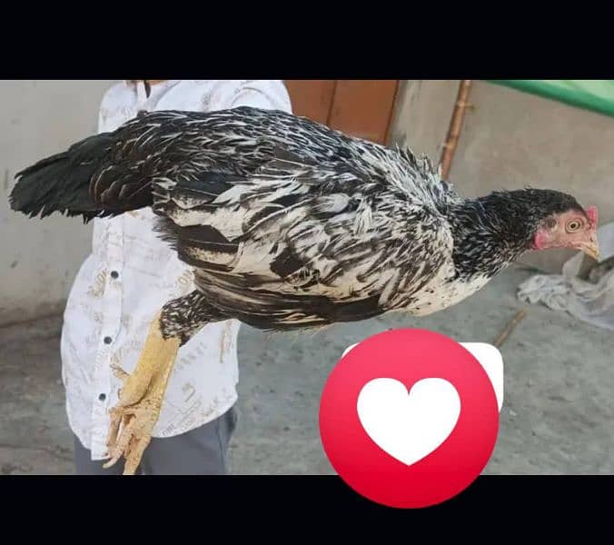 kurrak Maadi Available For sale Hen Murgi 17