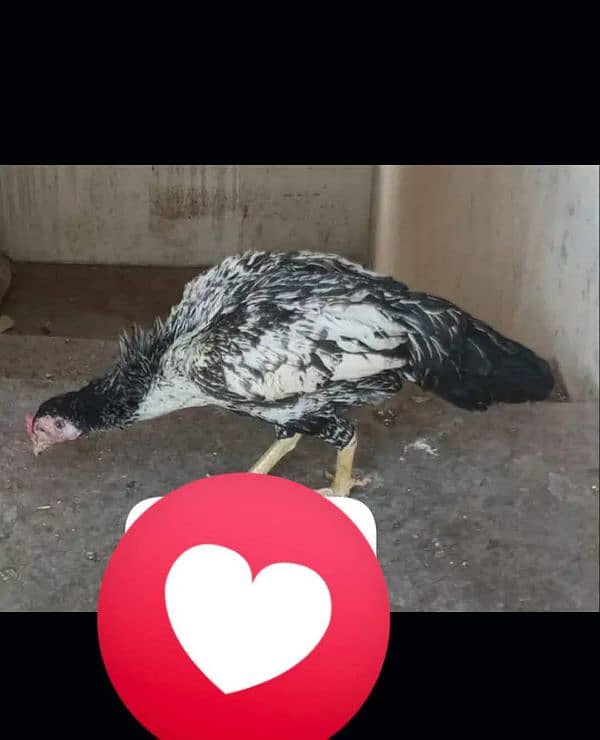 kurrak Maadi Available For sale Hen Murgi 18