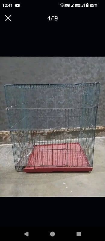 Parrots and cages for sale urgent 2