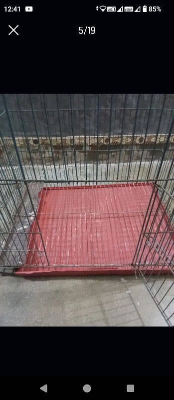 Parrots and cages for sale urgent 3