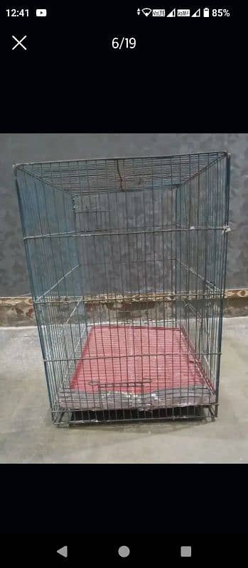 Parrots and cages for sale urgent 4