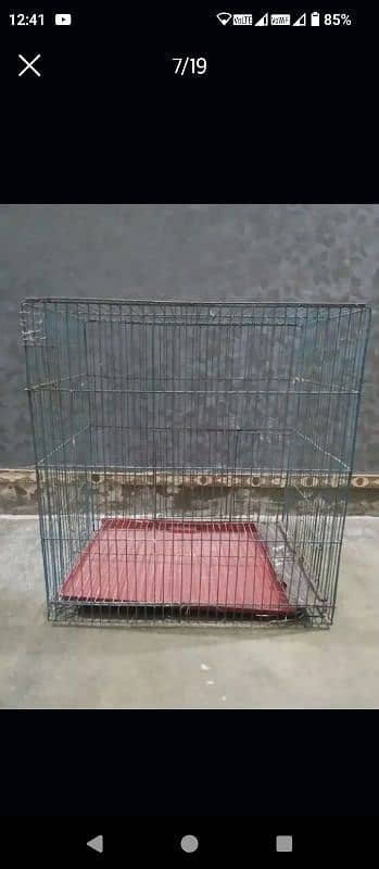 Parrots and cages for sale urgent 5